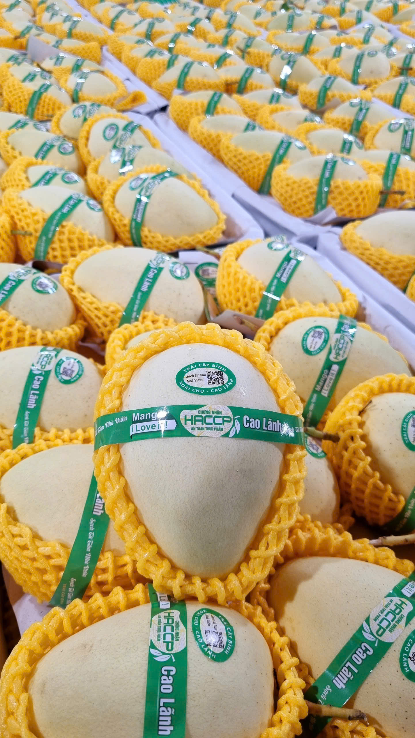 Xoài cát chu (xanh)