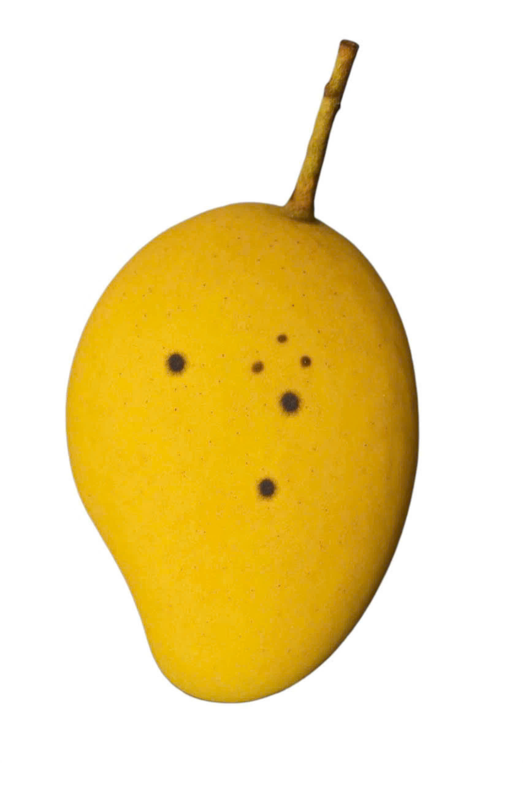 Xoài cát chu (xanh)