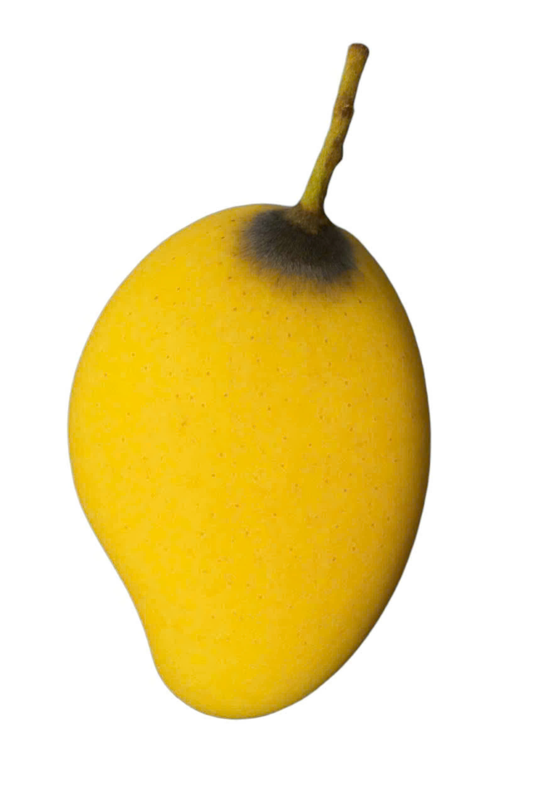 Xoài cát chu (xanh)