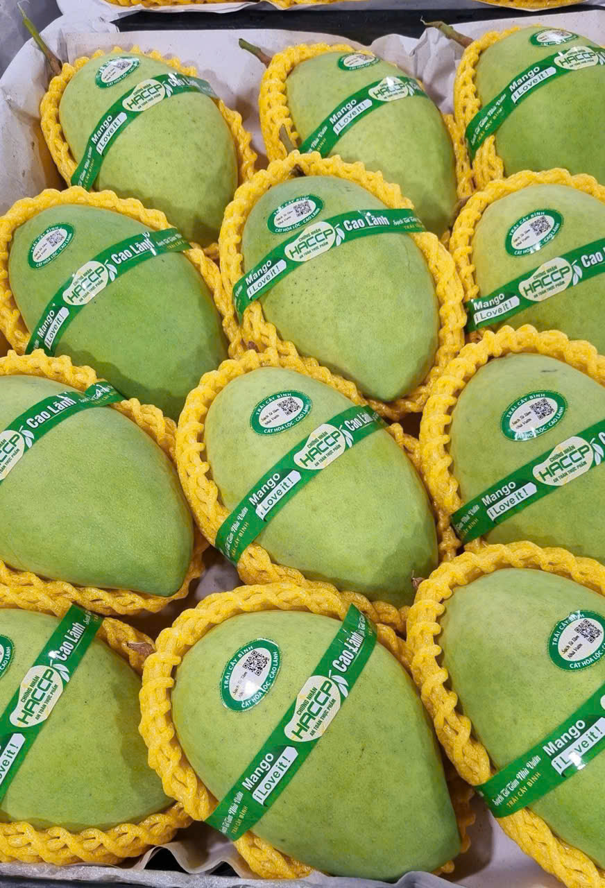 Xoài Cát Hòa Lộc (xanh)