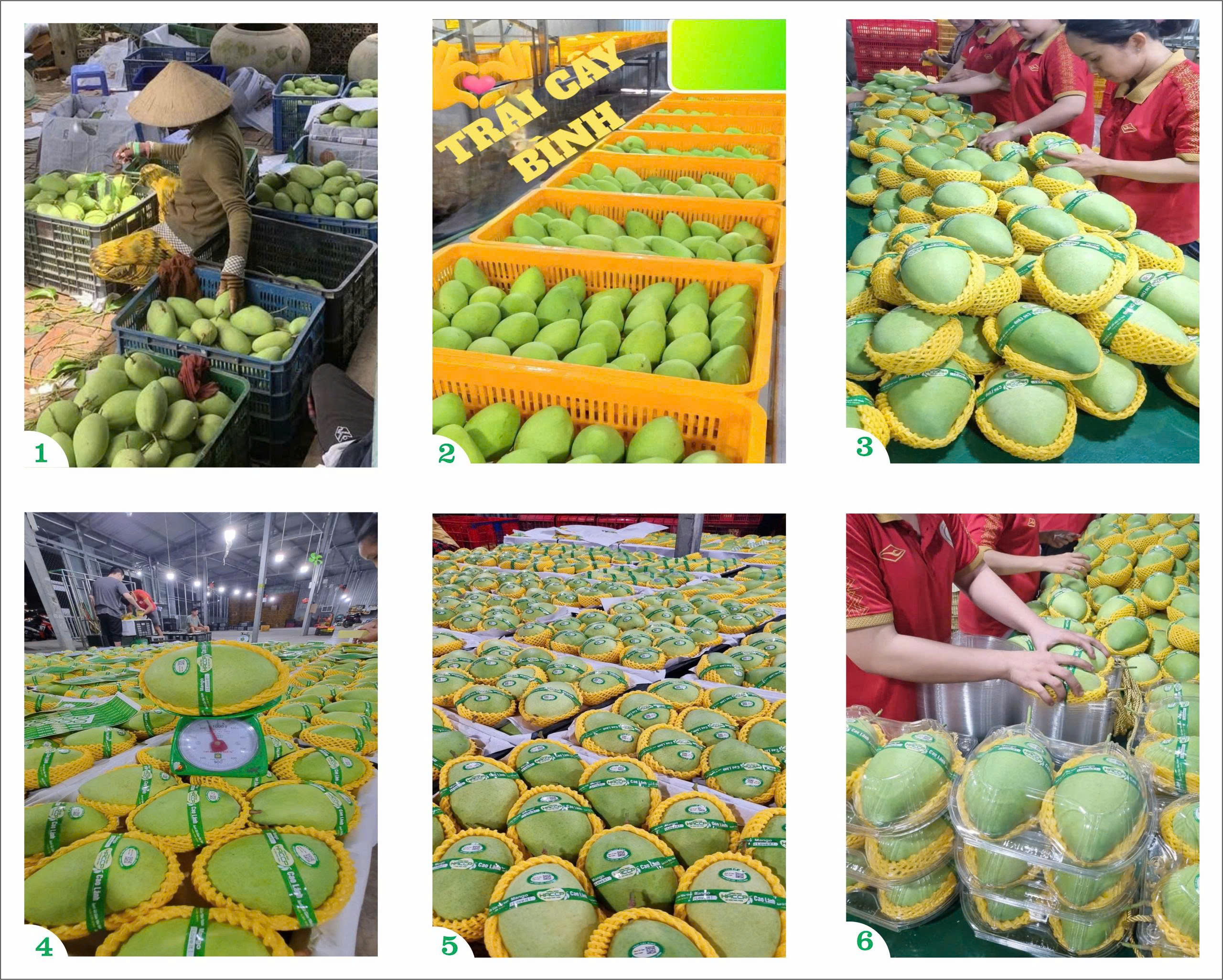 Xoài cát chu (xanh)