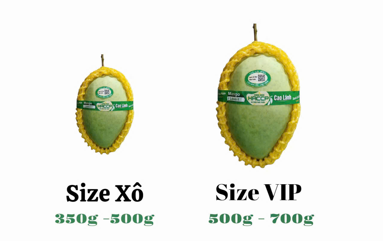 Xoài cát chu (xanh)