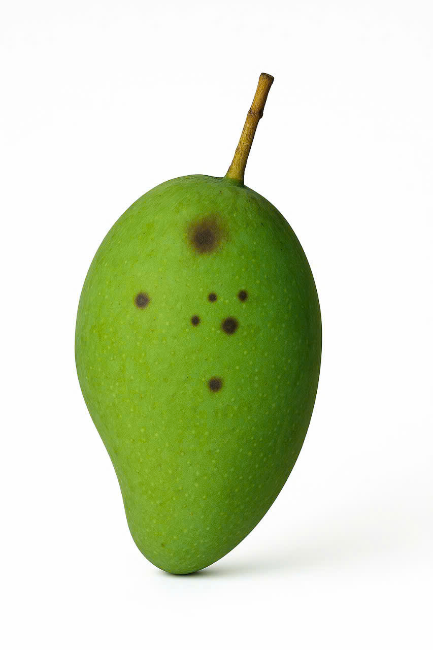 Xoài cát chu (xanh)