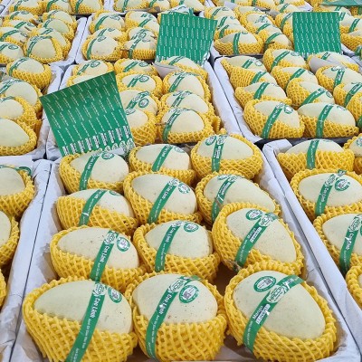 Xoài cát chu (xanh)